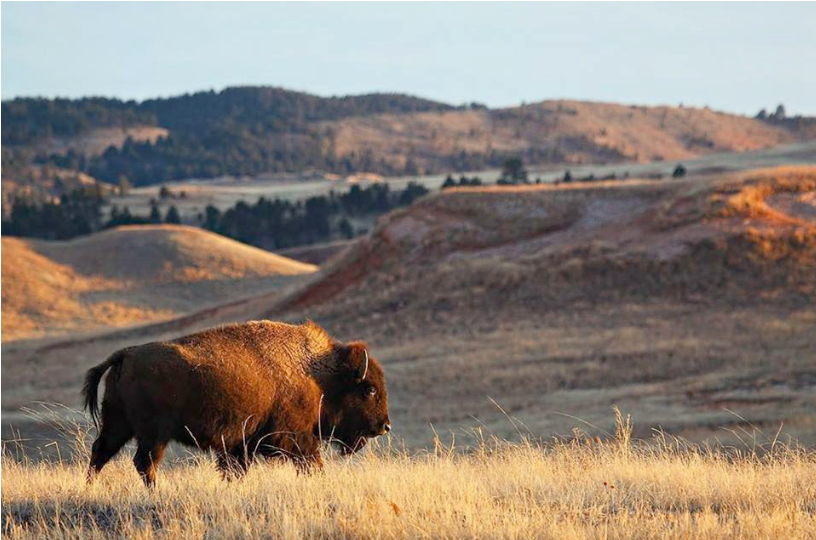 Building A Climate Adaptation Plan for the Sicangu Lakota (Rosebud